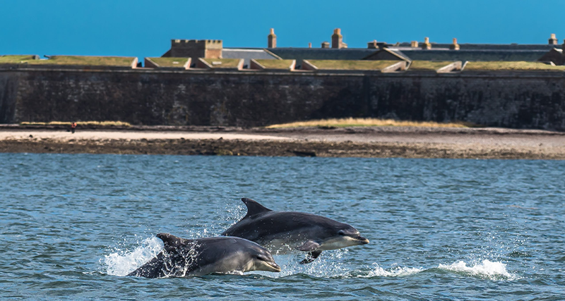 Moray Firth, Dolphins